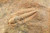Hamatolenus Trilobite Molt (Pos/Neg) - Tinjdad, Morocco #85209-1